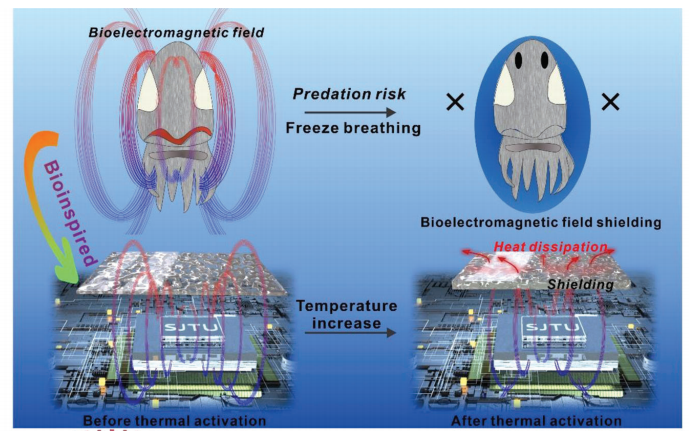 受“墨魚”仿生結構啟發制備了具有優異熱管理性和電磁屏蔽性能的復合材料