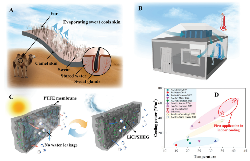 一種以駱駝毛皮結構為靈感的冷卻能力的被動空氣冷卻